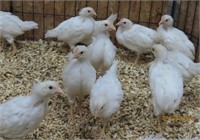 4 Pullets-Standard White Leghorn