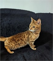 Female-Bengal Cat-Intact, 3 years old