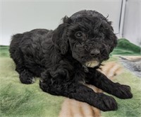 Male-Miniature Poodle Puppy-8 weeks