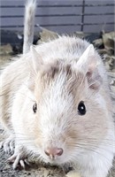 Colony of 5 Breeding Degus