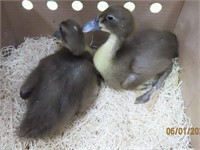 2 Unsexed-Chocolate Muscovy Ducklings