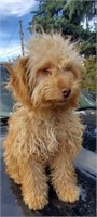 Female-Toy Cavapoo-Intact, 7LBS, 6 months