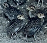 5 Unsexed-Bobwhite Quail Chicks