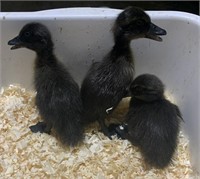 3 Unsexed-Call Ducklings- Asst. Colors