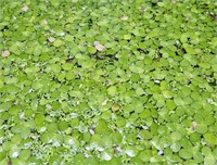 4oz cup Giant Duck weed