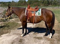 The Finest Hour 2004 Bay AQHA Mare