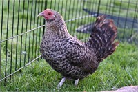 Barred bantam  roo and hen. Laying