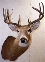 Whitetail Deer 8-Point Buck Taxidermy Mount