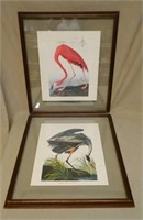 Flamingo and Great Blue Heron Prints.
