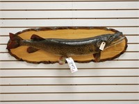 Northern Pike Full Body Mount on Wooden Plaque