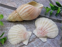 SEA SHELLS ROCK STONE LAPIDARY SPECIMEN