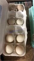 8 Fertile Call Ducks Eggs