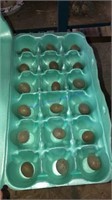 1.5 Doz Fertile Button Quail Eggs - Asst Colors