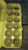 1 Doz Fertile Coturnix Quail Eggs - Asst. Colors