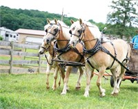 April GLF - 7yo Haflinger Mare (Team)