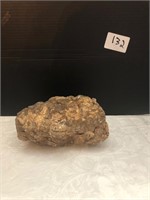 Fossilized Dinosaur Scat