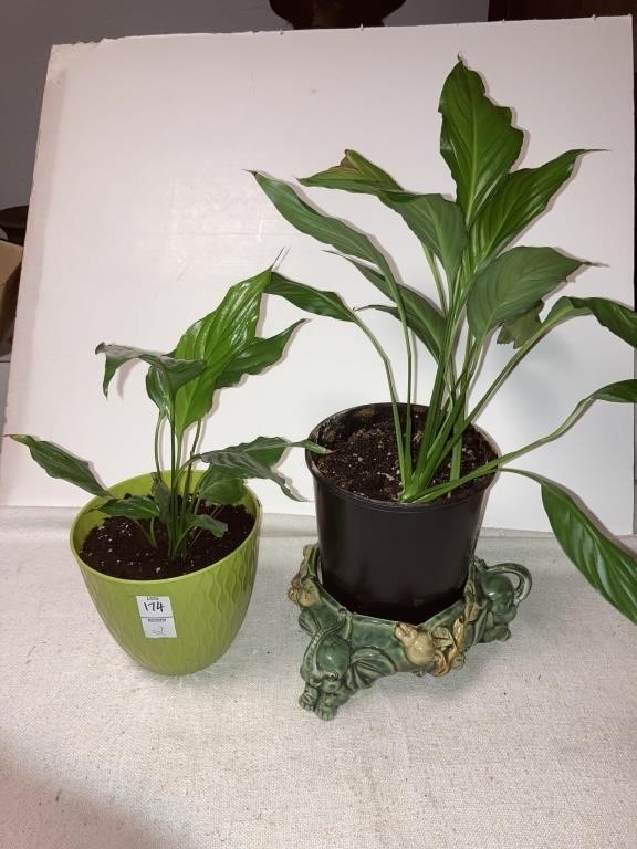 2-live plants Peace lilys