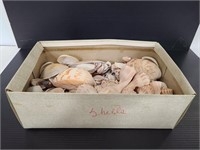 Box of sea shells