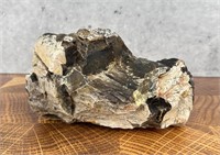 Montana Petrified Wood Specimen