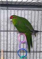 Green pied male kakariki, 2023 closed banded,