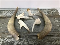 Cattle horns & antler pieces