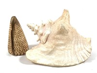Shell Lot with Large Conch Shell