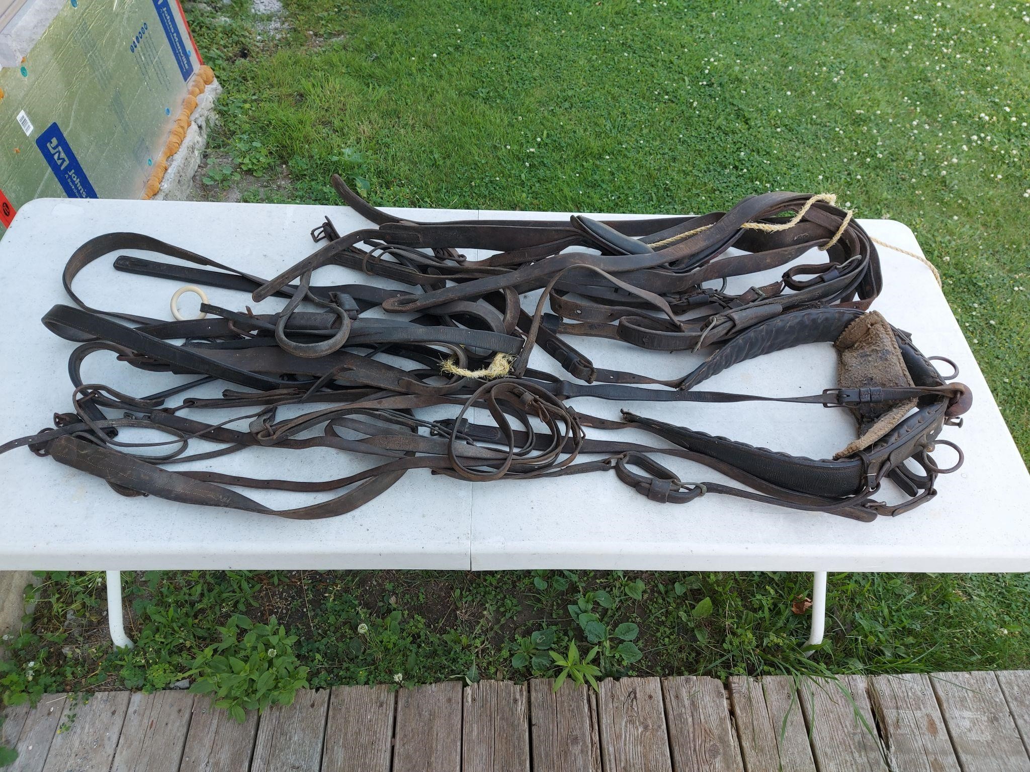 Old Leather Harnesses ?