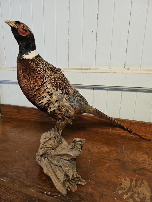 Taxidermy pheasant 17"