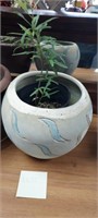WILLOW OAK LIVE PLANT WITH PLANTER