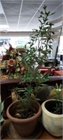 WILLOW OAK LIVE PLANT WITH PLANTER