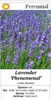 5 Phenomenal Fragrant Blue Lavender Plants