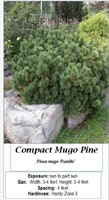 3 Dwarf Mugo Pine Plants