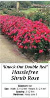 2 Red Double Knockout Rose Plants