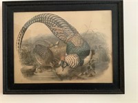 Lady Amherst pheasant lithograph Robert Gibson