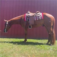 Its A Batt Man Thing - 2021 Sorrel AQHA Gelding