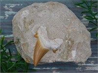 SHARK TOOTH IN MATRIX ROCK STONE LAPIDARY SPECIMEN