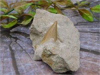 SHARK TOOTH IN MATRIX ROCK STONE LAPIDARY SPECIMEN