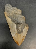 Megalodon's shark's tooth 50% 5"