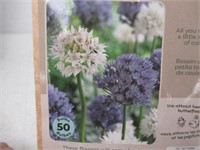 50-Pk Tasc Amplectens Allium Bulbs