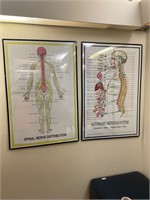 Spinal & Autonomic nerve charts