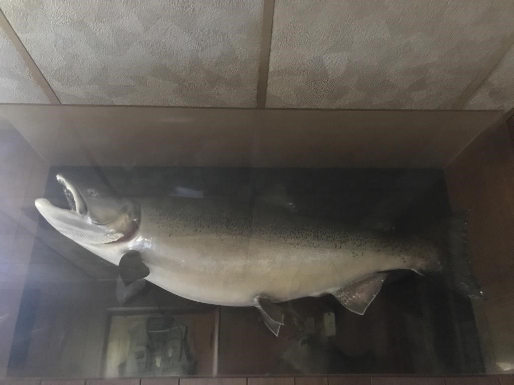 Salmon Wall Mount (14"D x 49"L x 24"W)