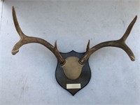 Trophy Antlers