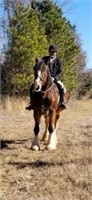 REGISTERED SHIRE MARE *VIDEO*