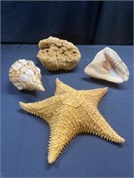 Sea Shells, Starfish & Sponge