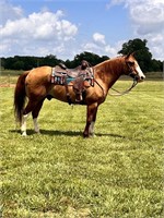 MOOSE 17 YO DRAFT X GELDING