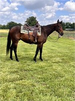 DOLLAR 5 YO GELDING