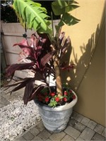Large potted Plant in cement planter