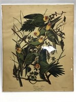 VTG Carolina Parrot Audubon Print