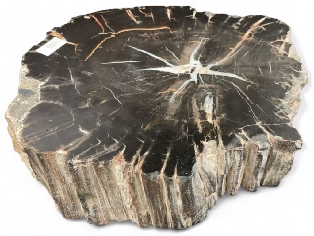 Beautiful Slab Polished Petrified Wood