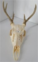 Deer skull with antlers.